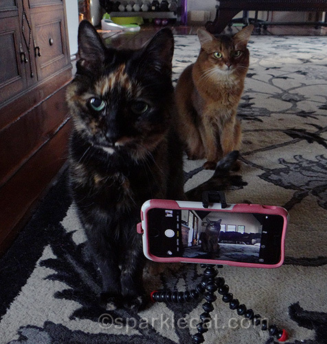 tortoiseshell cat, somali cat and iPhone on tripod