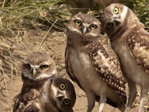 funny-ass-owls