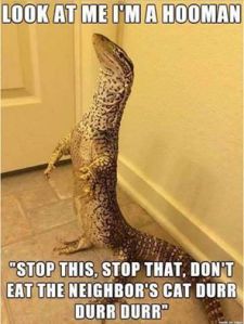 funny-lizard