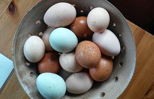 spring-chicken-eggs