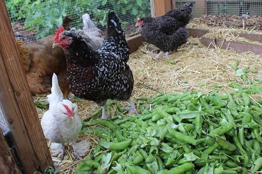 spring-chicken-food-scraps