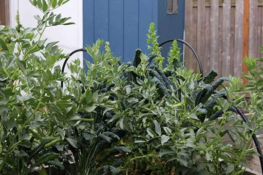 spring-raised-beds