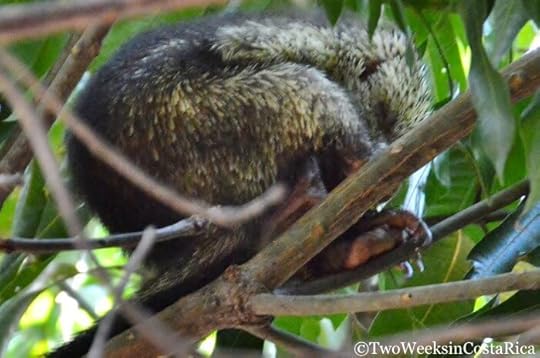 Samara Trails: Exploring the Tropical Dry Forest