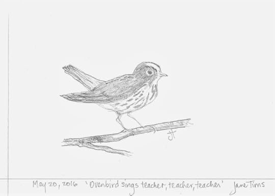 May 20, 2016 'Ovenbird sings teacher, teacher, teacher' Jane Tims