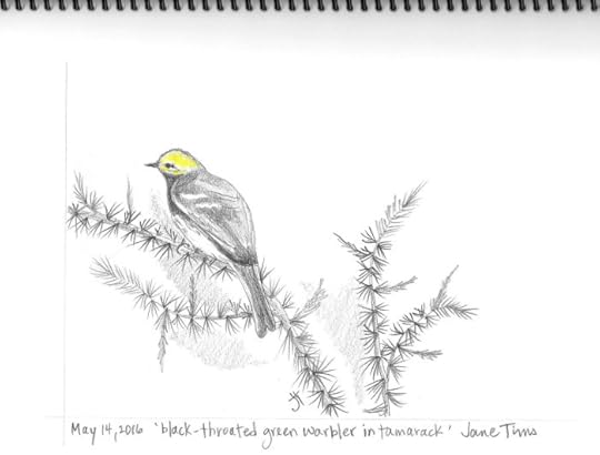 May 14, 2016 'black-throated green warbler in tamarack' Jane Tims