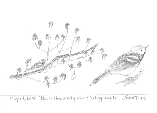 May 19, 2016 'black-throated green in leafing maple' Jane Tims