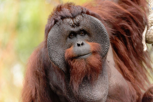 Male_Bornean_Orangutan_-_Big_Cheeks.jpg