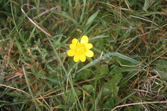buttercup!