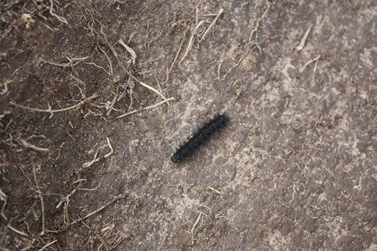 fuzzy little caterpillar