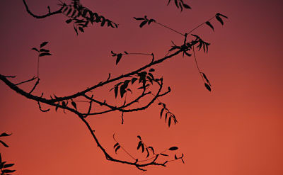 small orange sky and walnut