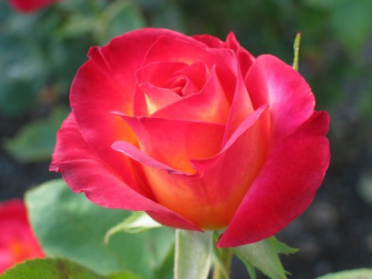 rose
