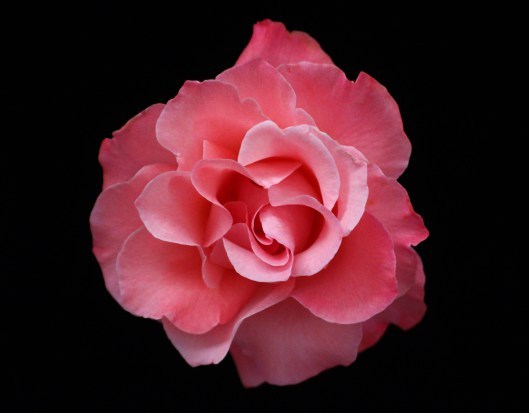 Pink Rose