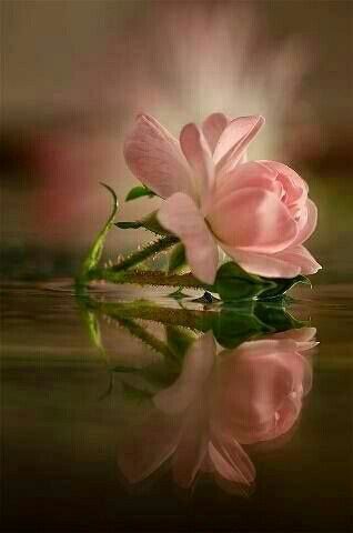 Rose 9