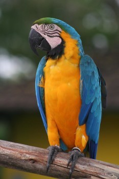 parrot