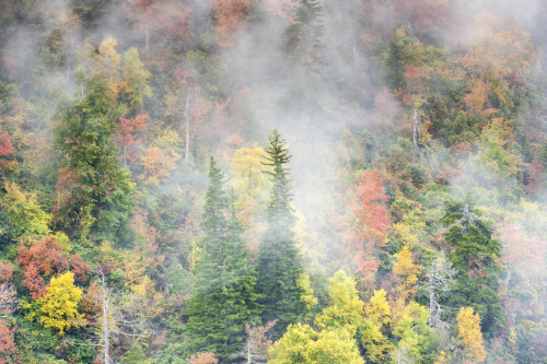 Southern Appalachian Blue Ridge Mountain Foggy Autumn Hillside