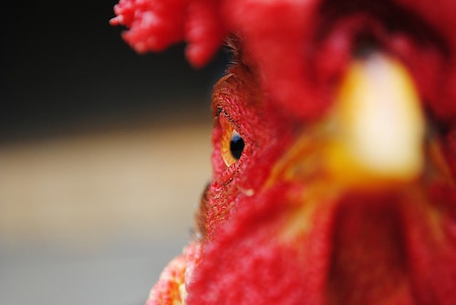 chicken-1082328_640.jpg
