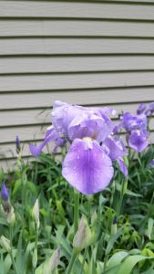 FlowerOne20160525