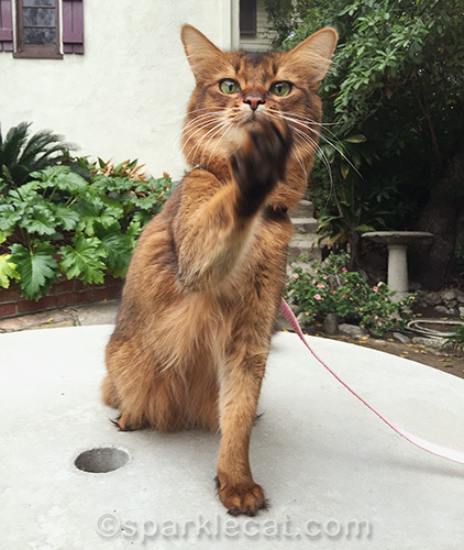 somali cat waving away photographer