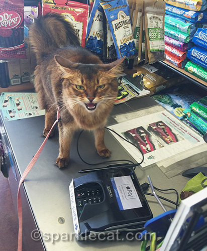 somali cat meowing on the counter of a pet store