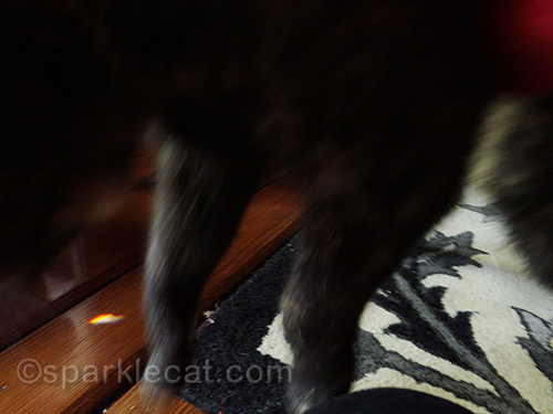 photo bomb from a tortoiseshell cat
