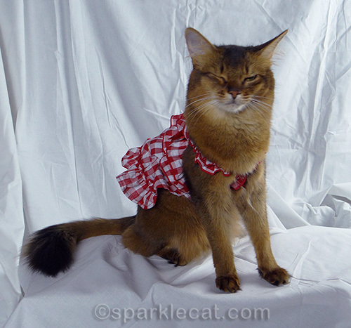 outtake of somali cat in gingham dress