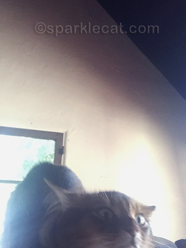 somali cat selfie outtake