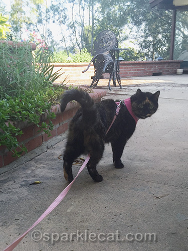 tortoiseshell cat slightly tangled in leash