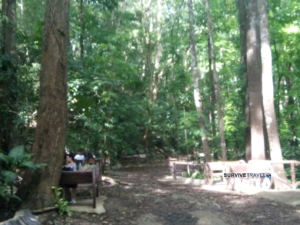 Loboc Man-Made Forest Review - Seats - Survive Travel