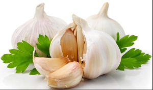 garlic1
