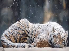 Yahoo Image Search