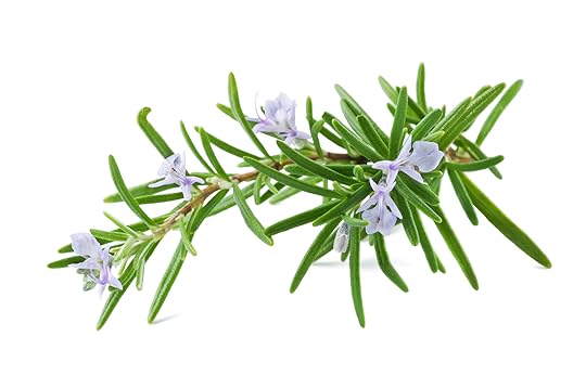 the story of rosemary, and other herbs and spices