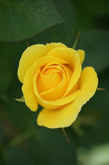 yellow roses