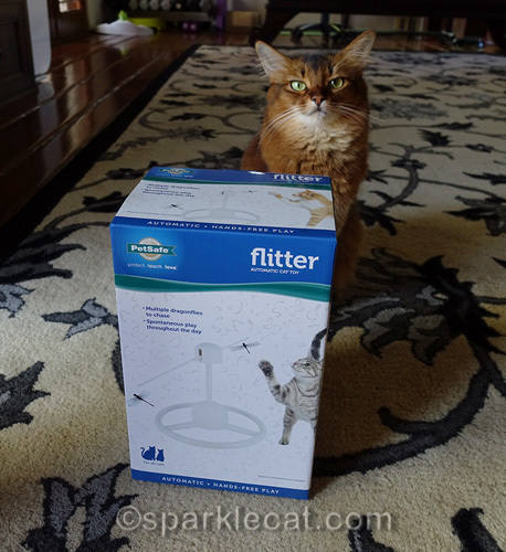 Somali cat posing with PetSafe Flitter box