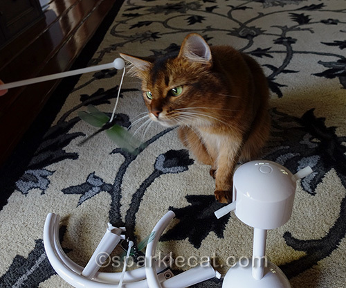 somali cat supervising the assembly of the PetSafe Flitter