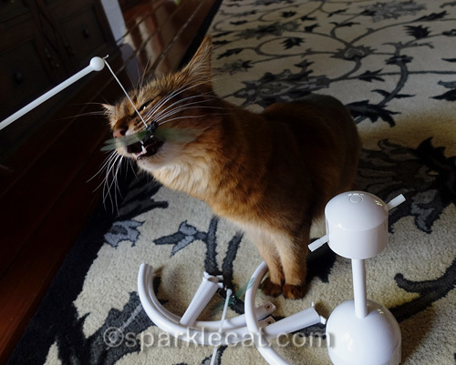 somali cat bites on the dragonfly from the PetSafe Flitter