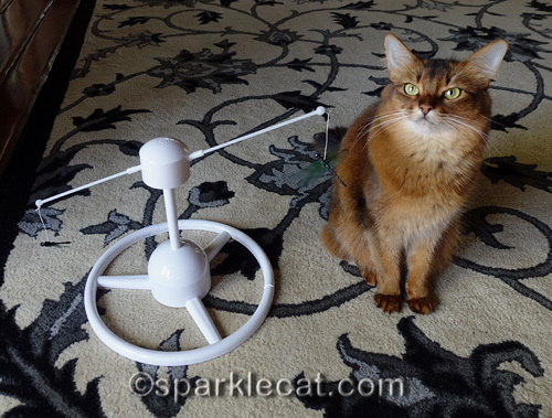 Somali cat with PetSafe Flitter cat toy