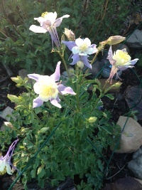 05.24.16 columbines.small