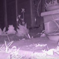 Screen Shot 2016-05-25 at 10.55.21 AM