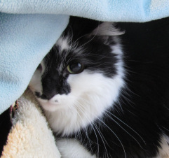 04-10-14 Lux 001 - Copy