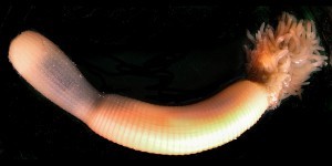 Priapulus caudatus Lamarck