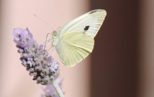 IMG_5986