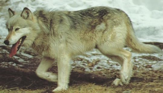 wolf