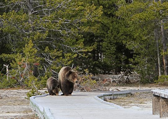 grizzly bear and cub