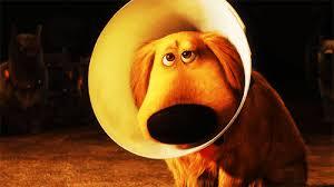 Dog with a cone of shame