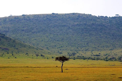 Acacia_Kenya_Savannah.jpg