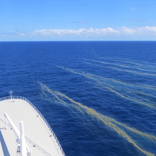 Trichodesmium_bloom_off_Great_Barrier_Reef_2014-03-07_19-59.jpg