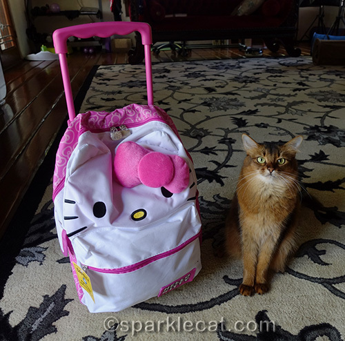 somali cat with Hello Kitty rolling backpack
