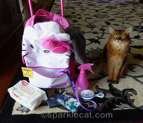 somali cat posing with some of the things her human needs to take on therapy pet visits