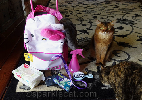 tortoiseshell cat photobombs therapy cat