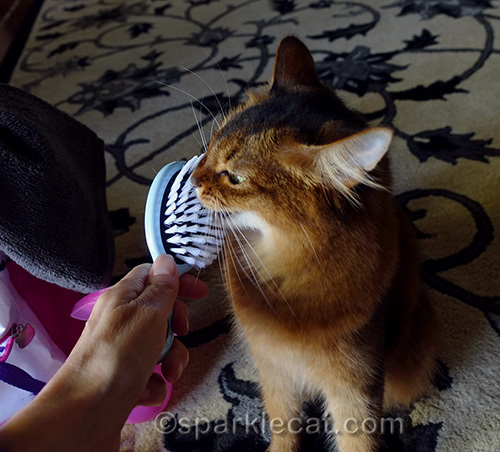 somali cat biting a baby brush